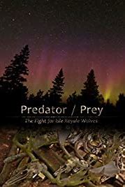 Predator/Prey: The Fight for Isle Royale Wolves